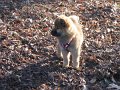 djago_w (10)
